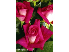 Acapela, 205���. �-� (�������� 1��).jpg