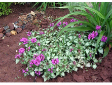 ������� 50�