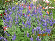 �������� ���������� - 70 ���