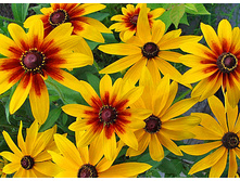 �������� 50�