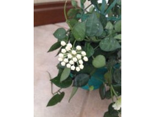 ���� Lacunosa Eskimo1.