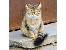 ���, ������� ����� ����������� �������