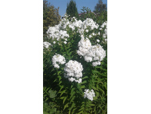 2017 ��� (119).jpg