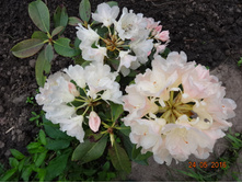 DSC02261.JPG