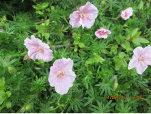 ������ ������� �������� (Striatum).-70 ���