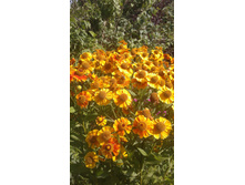 2017 ��� (118).jpg