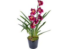 ��������� ��� ����