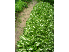 ����� �������������� 70�