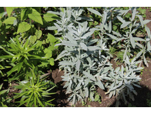 ������ ����� (�ϣ ����)