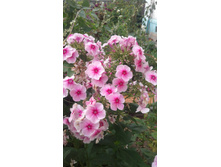 2017 ��� (86).jpg