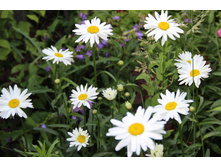 ������� 50�