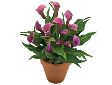 �����  ����� ������� (Grape Velvet)- 450 ���.