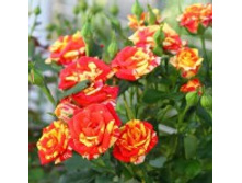 �����, ����� (��������), 150���. (�������� 2��).jpg