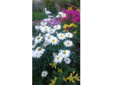 2017 ��� (56).jpg