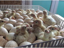 �������� ������� ���������