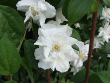 ������ (1.7�)