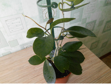 ����  australis  ����.