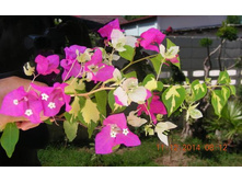 ����������� ������������� ������� Mary Palmer- ������ �������� ...