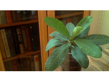 ������� ���� ���������������