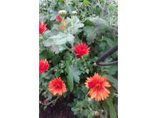 �� ����� ����� ������ 3-4 �� ������ 35-40 �� �������� ������ - ��������