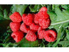 ������ ��������+18�(���)