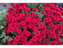 Cheri Red  ������ 4 �� ������ 40�� �������� ��������