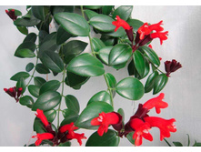 ���������� ���� ����