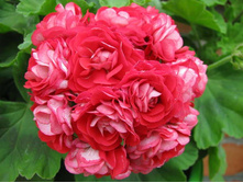 Pink Rambler