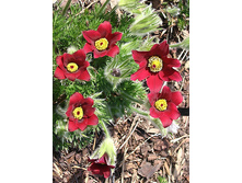 Pulsatilla vulgaris Bells Red (�������� ����������� '���� ���',)- 80 ���  ���� ���� (19�) ���� ���� �.�.