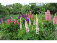 ������ ������ ���� �� 10�, ��������� �� 50�