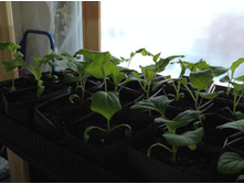 ������� ��������.