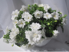 ��������� �������� ������� - Dublin White