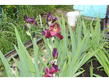 2016 ��� (81).JPG