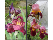 2016 ��� (100).jpg