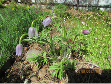 Pulsatilla davurika(�������� ��������) - 80 ��� (9�)