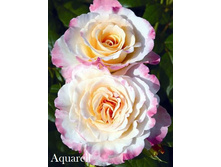 Aquarell, 205���. �-� (�������� 1��).jpg