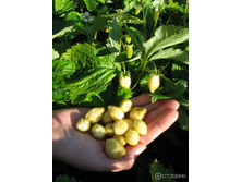 ��������� ������ ����..jpeg