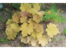 ������� �������� (�ϣ ����)