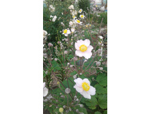 2017 ��� (79).jpg