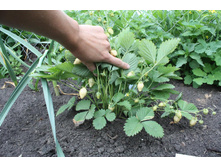 ��������� ������ ���� 10 ���. (0,05 ��.) ����������. ���������� � � �������. ����� ������� ����� ���� ������.j.jpg