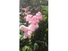 2017 ��� (92).jpg