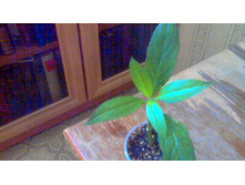 ������� Brittoniana