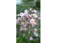 2017 ��� (103).jpg