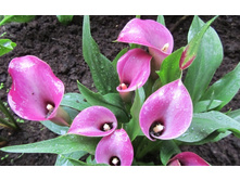 �����  ����� ������� (Grape Velvet)-