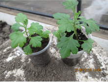 ������� ���������� ������ �������� ������. ������������� ��� ���� �� ���������� ���� ��������, ���� ���������� �������.