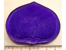 �������� ���������, ������ �.jpg