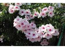 �������� ������������� ( Pandorea jasminoides) - ������ ��������� �������� ....