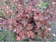 ������� ����� �����  (Berry Smoothie) -100 ���