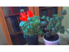 ���� � Steffens Blakie