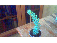 ������ �������